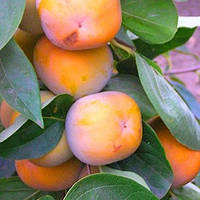 Хурма Мідер