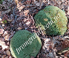 Мох натуральний для саду та декору