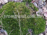 Мох натуральний для саду та декору, фото 2