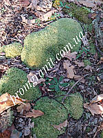 Мох натуральний для флористики і декору