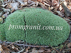 Мох натуральний лісовий