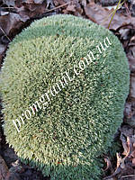 Мох натуральний лісовий колір білі-зелений