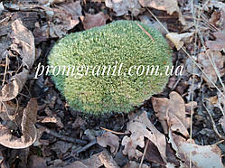 Мох натуральний кочковий