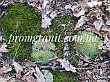 Мох лісовий темно-зелений, фото 2