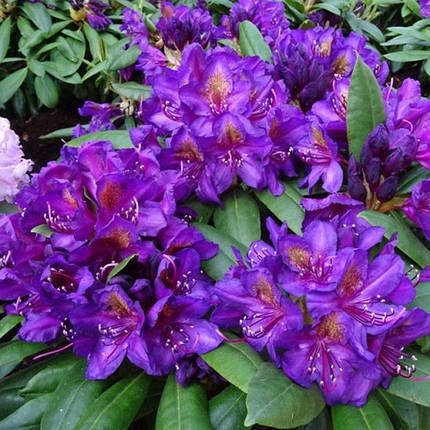 Рододендрон Марсель Менард / Р13 / Rhododendron Marcel Menard, фото 2