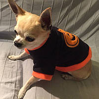 Осінній одяг Хелловін / Гарбуз для цуценят або міні собачок