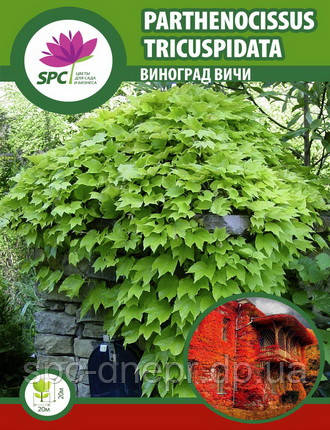 Виноград Вічі (Parthenocissus tricuspidata Veitchii), фото 1
