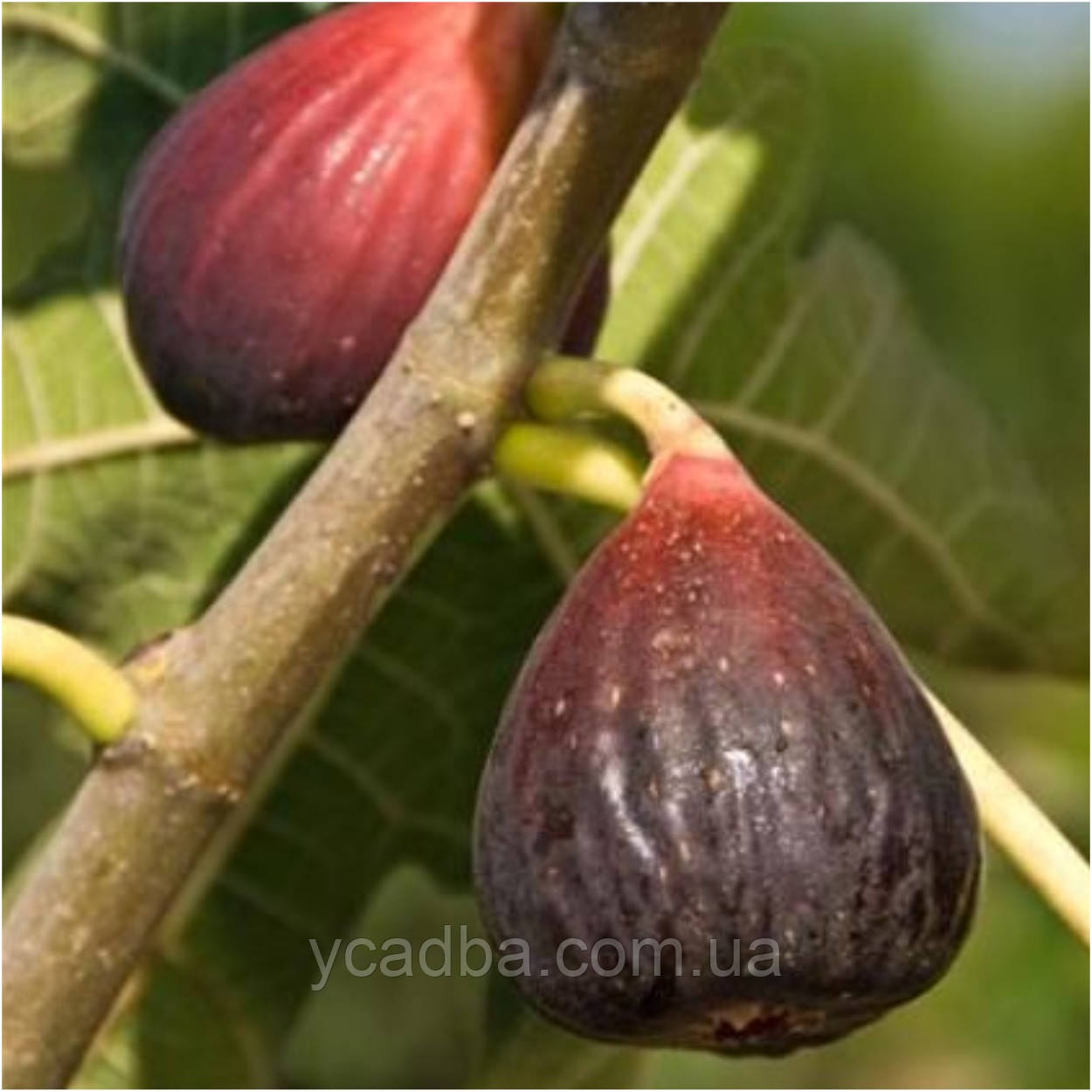 Інжир Магарачський, фото 1