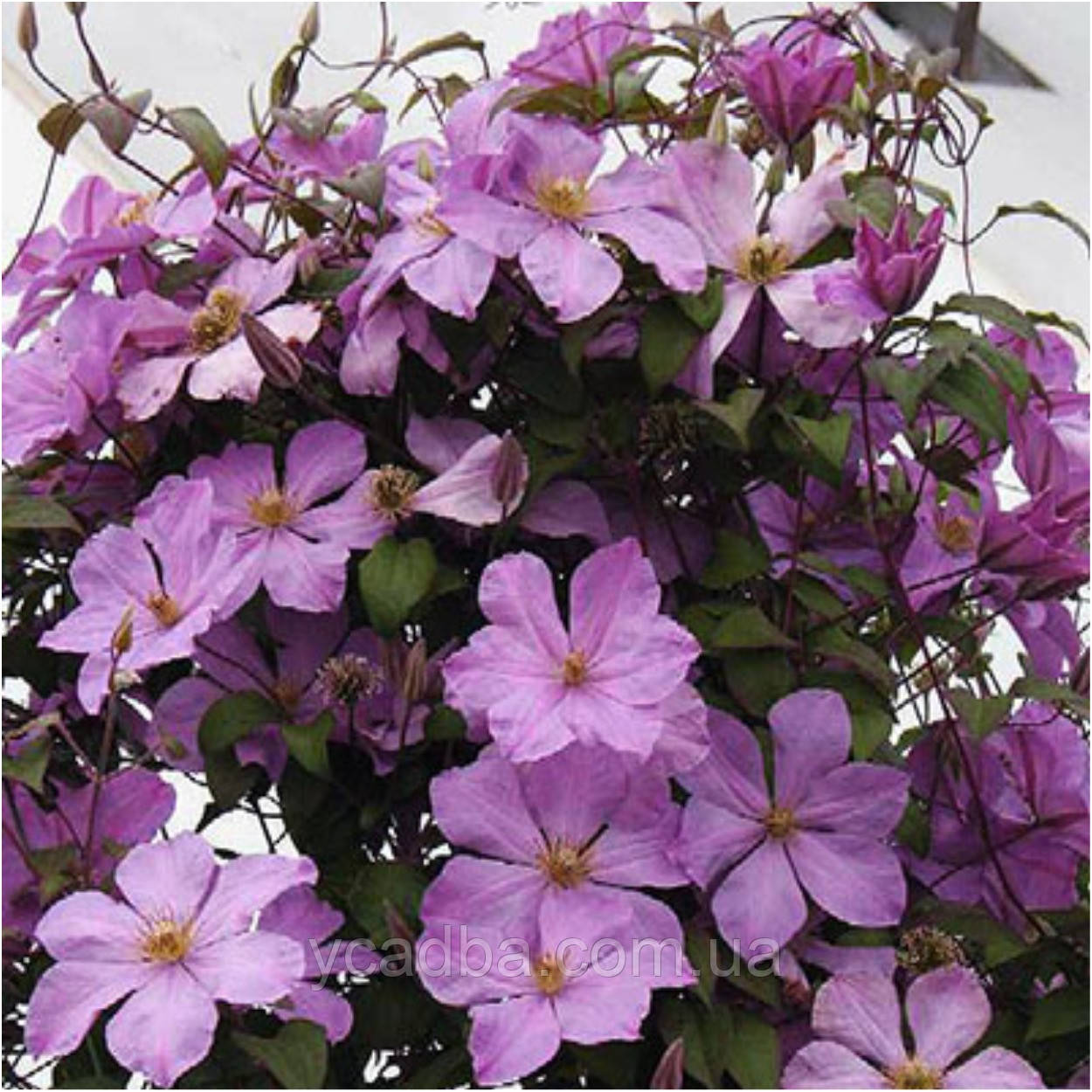 Клематіс Мадам Барон (горщик), фото 1