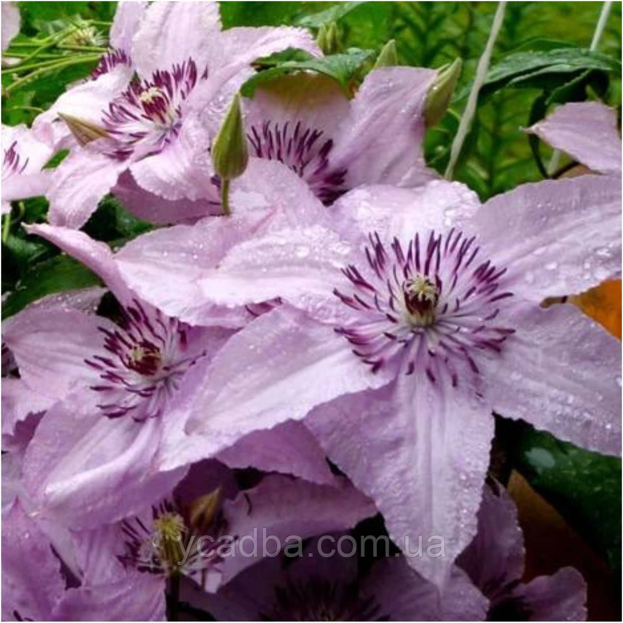 Клематіс Хеглі Гібрид (горщик), фото 1