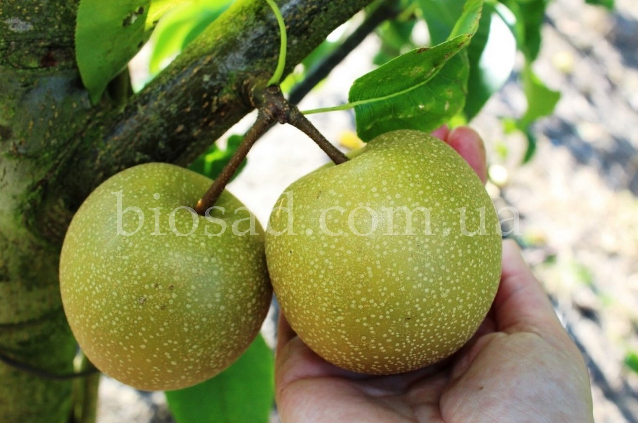 Груша Азійська Косуі (Nashi Kosui)