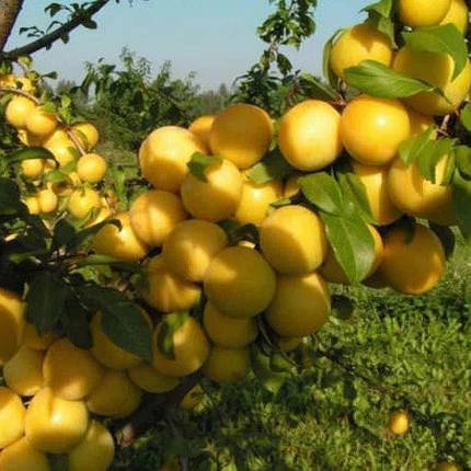 Саджанці Сливи колоновидної Мірабелла - осінньо-пізнього строку, фото 2