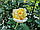 Саджанці троянд Бероліна (Berolina, Беролина), фото 4