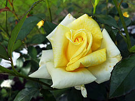 Саджанці троянд Бероліна (Berolina, Беролина)