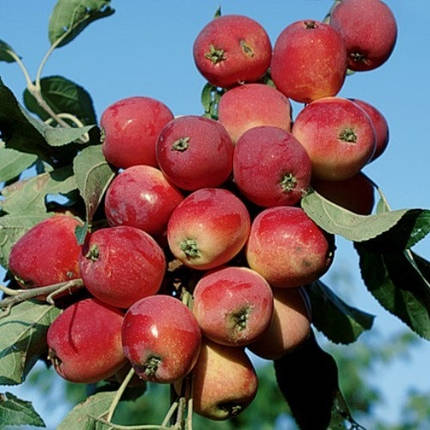 Саджанці Яблуні райська червона - Malus Paradise Apple red, фото 2