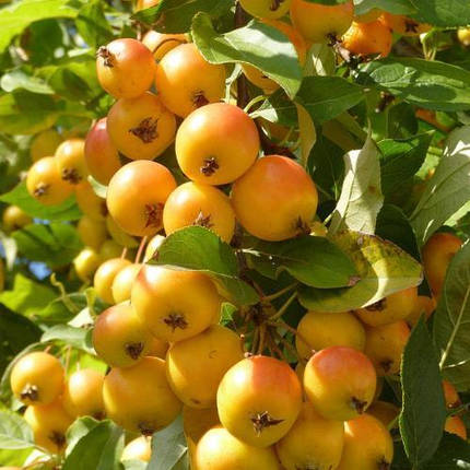 Саджанці Яблуні райська жовта - Malus Yellow paradise, фото 2