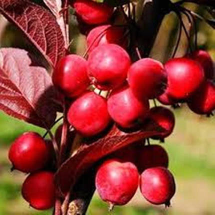 Саджанці Яблуні декоративної Недзведського - Malus Niedzwetzkyana, фото 2