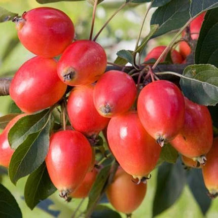 Саджанці Яблуні декоративна Джон Дауні - Malus John Downey, фото 2