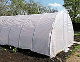 Теплиця "Дарина підсилена" 4х6м, труба 30х30мм з плівкою 150 мкм, фото 3