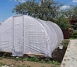 Теплиця "Дарина підсилена" 4х6м, труба 30х30мм з плівкою 150 мкм, фото 4