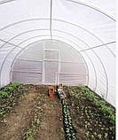 Теплиця "Дарина підсилена" 4х6м, труба 30х30мм з плівкою 150 мкм, фото 5