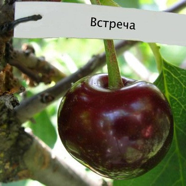 Саджанці Вишні Зустріч — середнього терміну, врожайна, великоплідна
