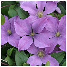 Клематис Мадам Барон