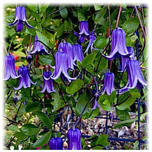 Клематис Синій дзвіночок