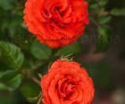 Троянда Angelica (Анжелика) Чайно-гібридні, фото 4