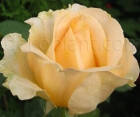 Троянда Casanova (Казанова) Чайно-гібридні, фото 3