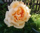 Троянда Casanova (Казанова) Чайно-гібридні, фото 4