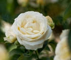 Троянда Chopin (Шопен) Чайно-гібридні, фото 3