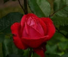 Троянда Dame de Coeur (Дам де Кер) Чайно-гібридні, фото 2