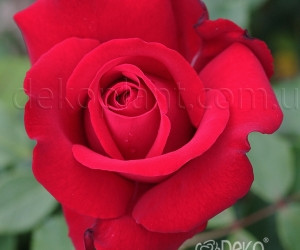 Троянда Dame de Coeur (Дам де Кер) Чайно-гібридні