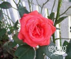 Троянда Montezuma (Монтесума) Чайно-гібридні, фото 4