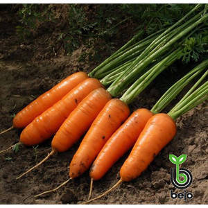 Каскад F1 насіння моркви фр. 2,2-2,4 мм, 100000 насіння — 130 днів, тип Шантане, фото 2