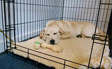 Клітки, перенесення для собак та інше