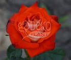 Троянда Verano (Верано) Чайно-гібридні, фото 2