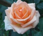 Троянда Versilia (Версилія) Чайно-гібридні, фото 4