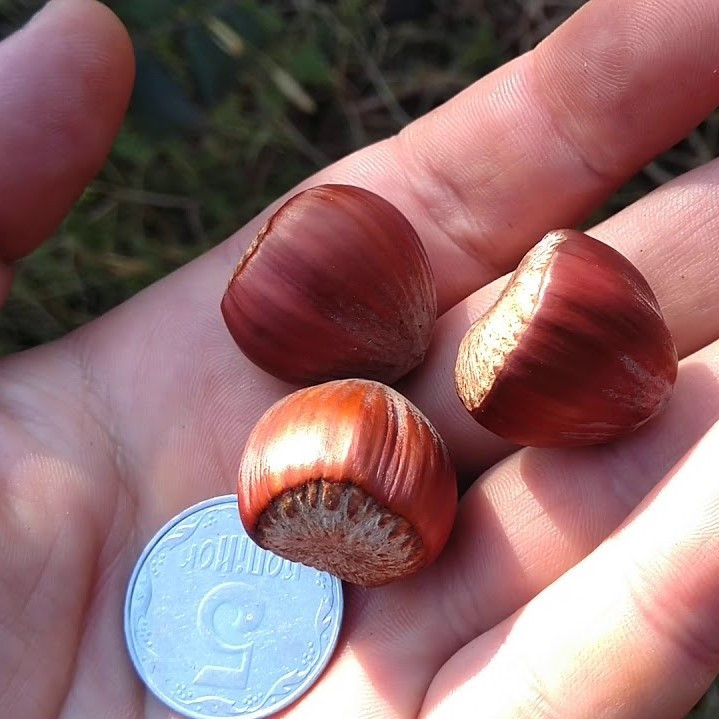 Саджанці Фундука Шедевр — середній, тонко-коричневий, зимовостійкий