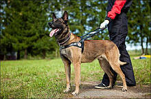 Шлеї для собак