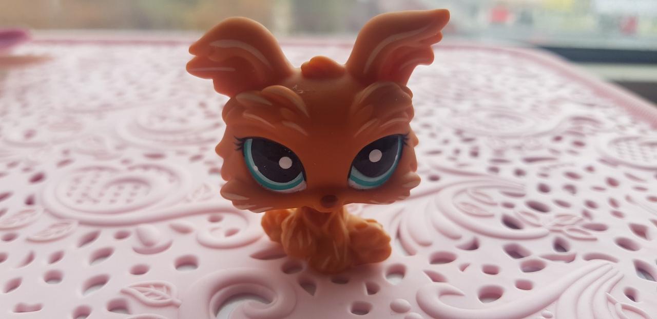 Littlest Pet Shop Yorkshire Terrier Dog lps старая коллекция, цена 140 грн — Prom.ua (ID