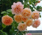 Троянда Polka (Полька) Плетиста, фото 2