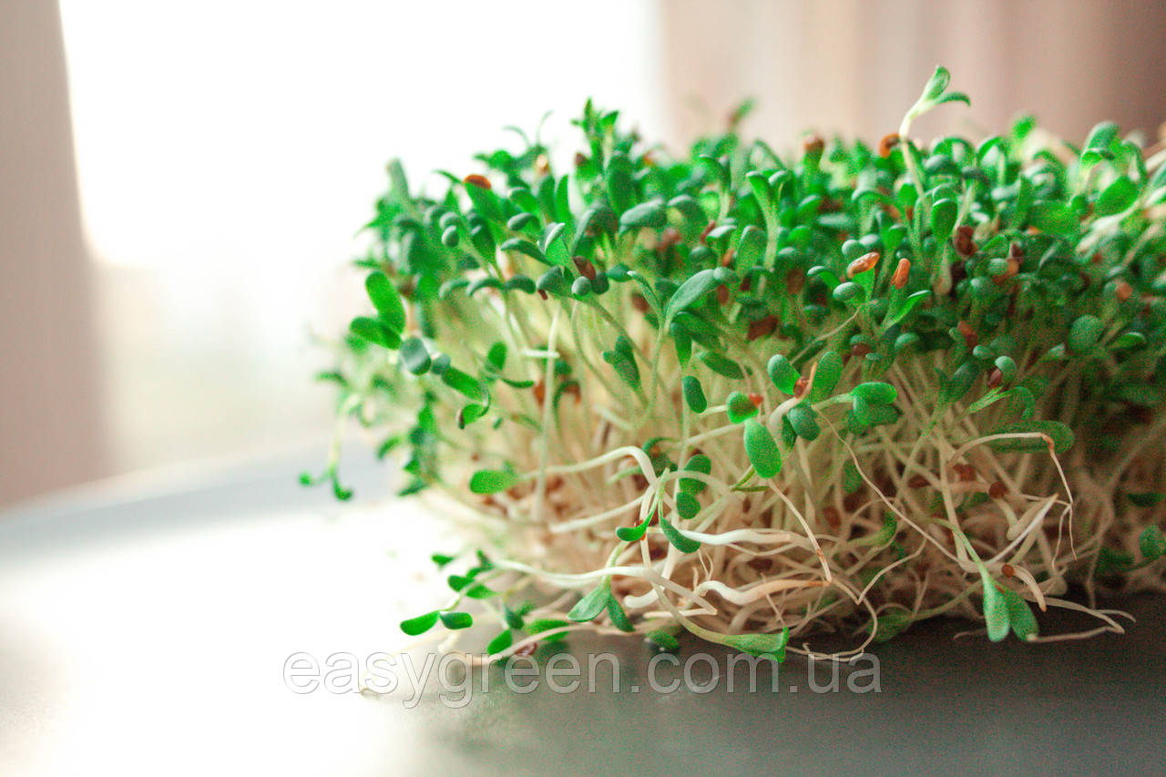 Мікрогрін, паростки Sadove люцерни, пророщена люцерна 25 грам, фото 1