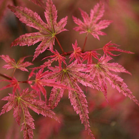 Клен пальмолистний Phoenix 2 річний, Клен пальмолистный Феникс, Acer palmatum Phoenix, фото 1
