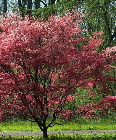 Клен пальмолистний Deshojo 2 річний, Клен пальмолистовий Дешойо, Acer palmatum Deshojo, фото 1