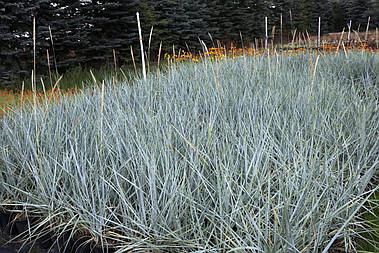 Колосняк піщаний Blue Dune 1 рік, Колосняк піщаний Блю Дюн, Leymus arenarius Blue Dune