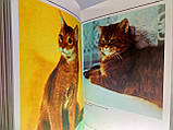 Домашні кішки (б/у)., фото 4