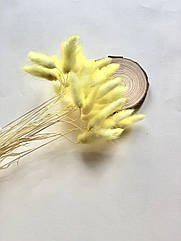 Лагурус сухоцвіт жовтий 30 шт.