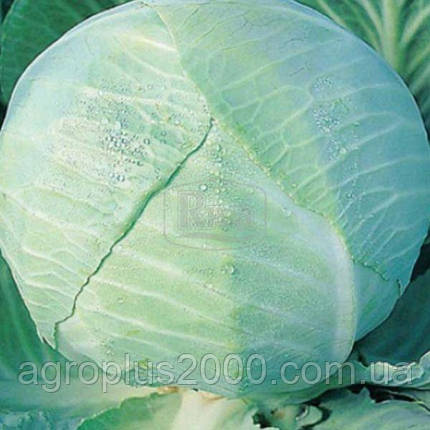 Насіння Капуста білокачанна пізня Амагер 20 грамів Riva, фото 2